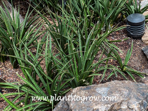 Sansevieria scabrifolia